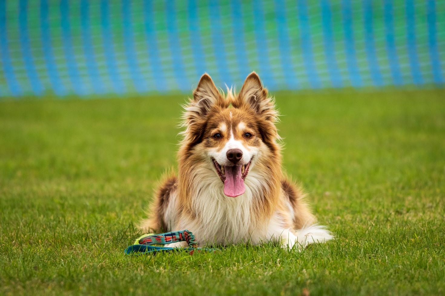 Os 10 Melhores Acessórios para Passeios com Cachorros
