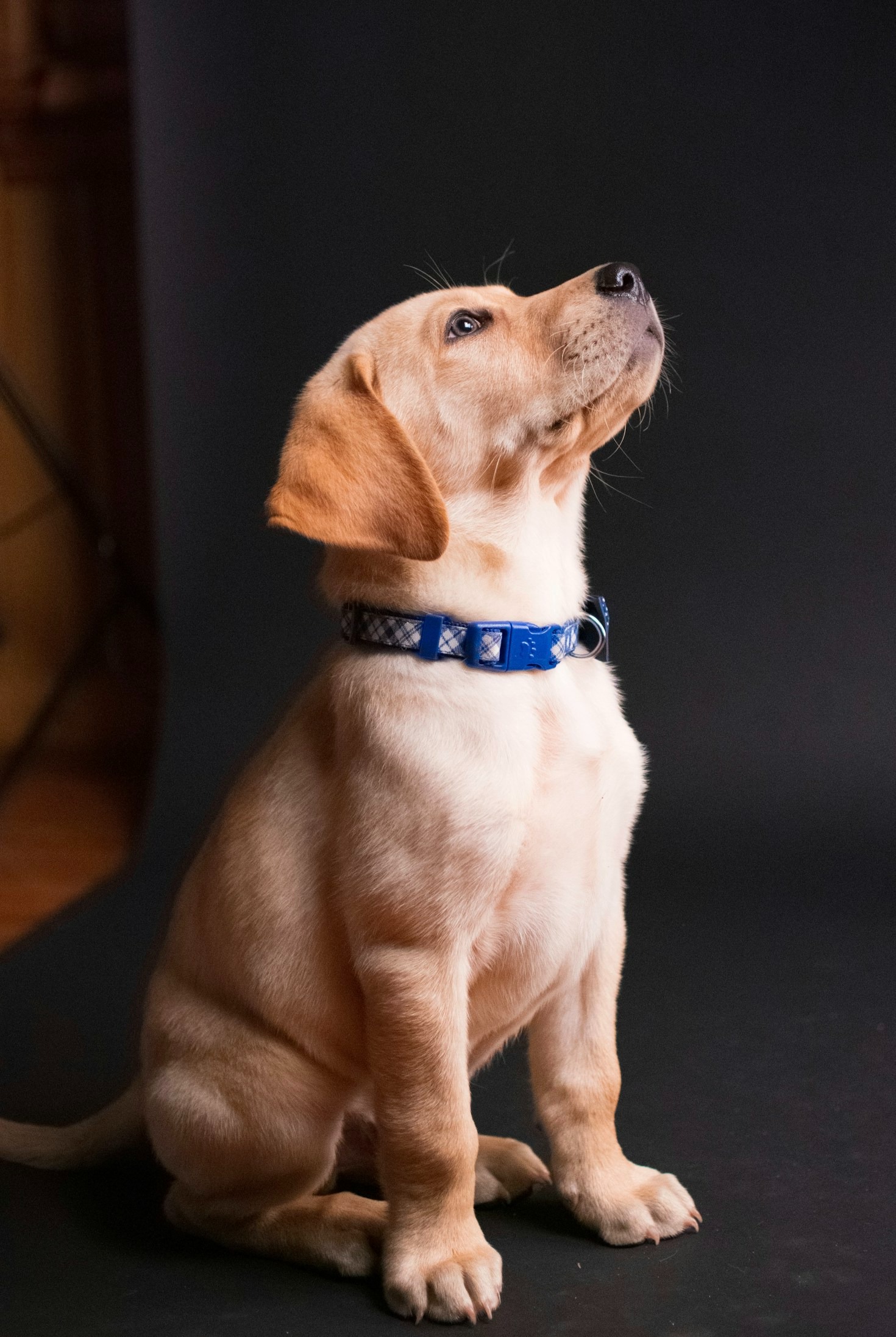 Como Ensinar Comportamentos Básicos ao seu Cão