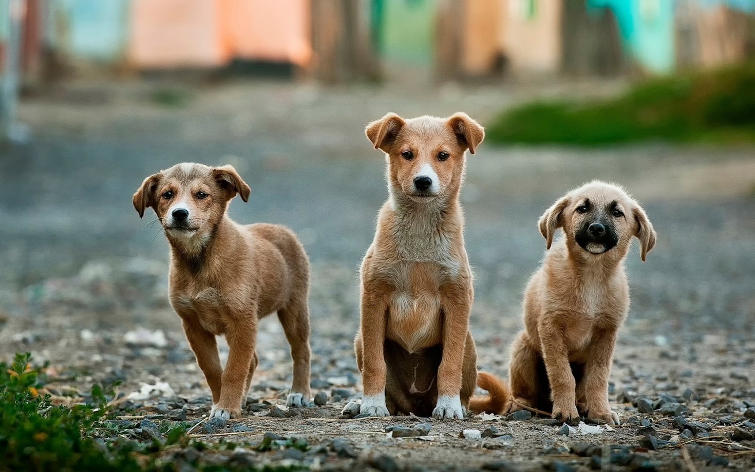Destinos Pet-Friendly que você Precisa Conhecer