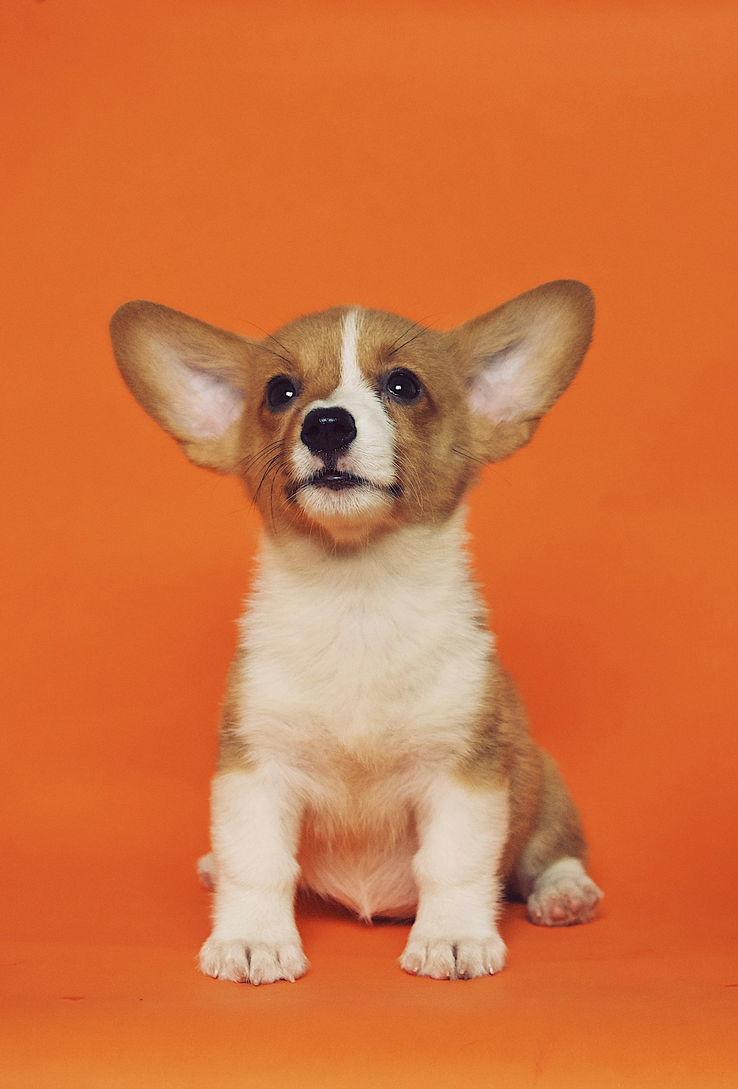 Dicas para Pais de Pets de Primeira Viagem