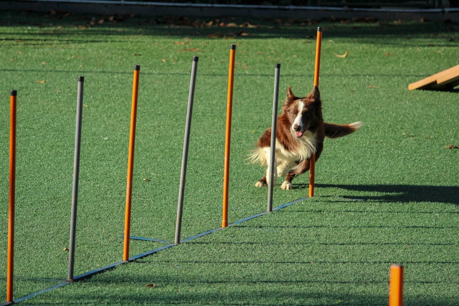 Planejando Férias Perfeitas com seu Cachorro